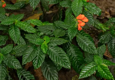 Gasteranthus extinctus, a plant with bright orange flowers and deep green leaves